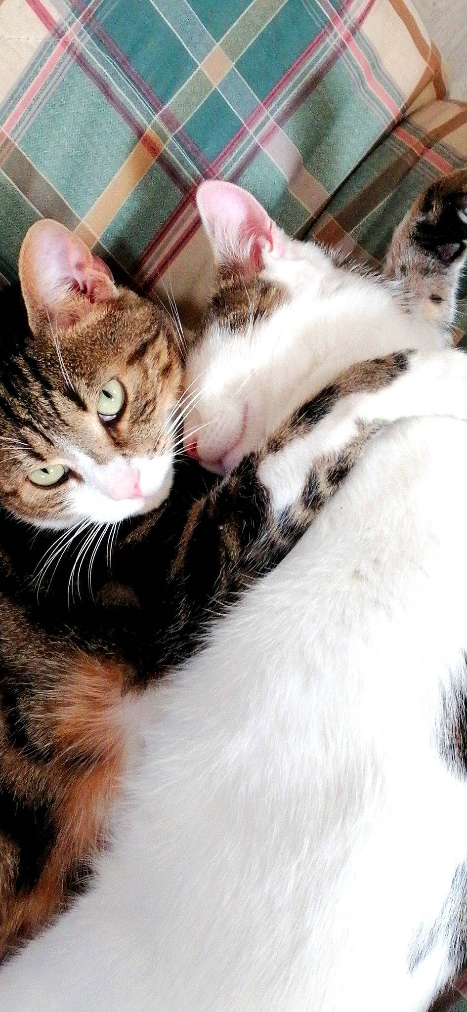 Groot a rejoint le concours — aidez-le/la à gagner de superbes lots ! aegean_cat, american_wirehair, asian, carnivore, cat, domestic_short_haired_cat, european_shorthair, felidae, fur, kitten, mammal, paw, polydactyl_cat, small_to_medium_sized_cats, snout, tabby_cat, whiskers