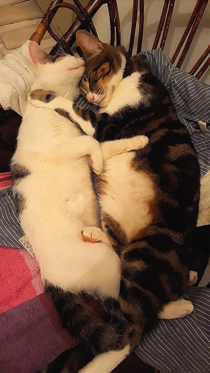 Groot participe au concours pour gagner de l'argent avec cette photo : aegean_cat, american_shorthair, american_wirehair, asian, carnivore, cat, claw, domestic_short_haired_cat, european_shorthair, felidae, fur, kitten, mammal, paw, polydactyl_cat, small_to_medium_sized_cats, tail, whiskers