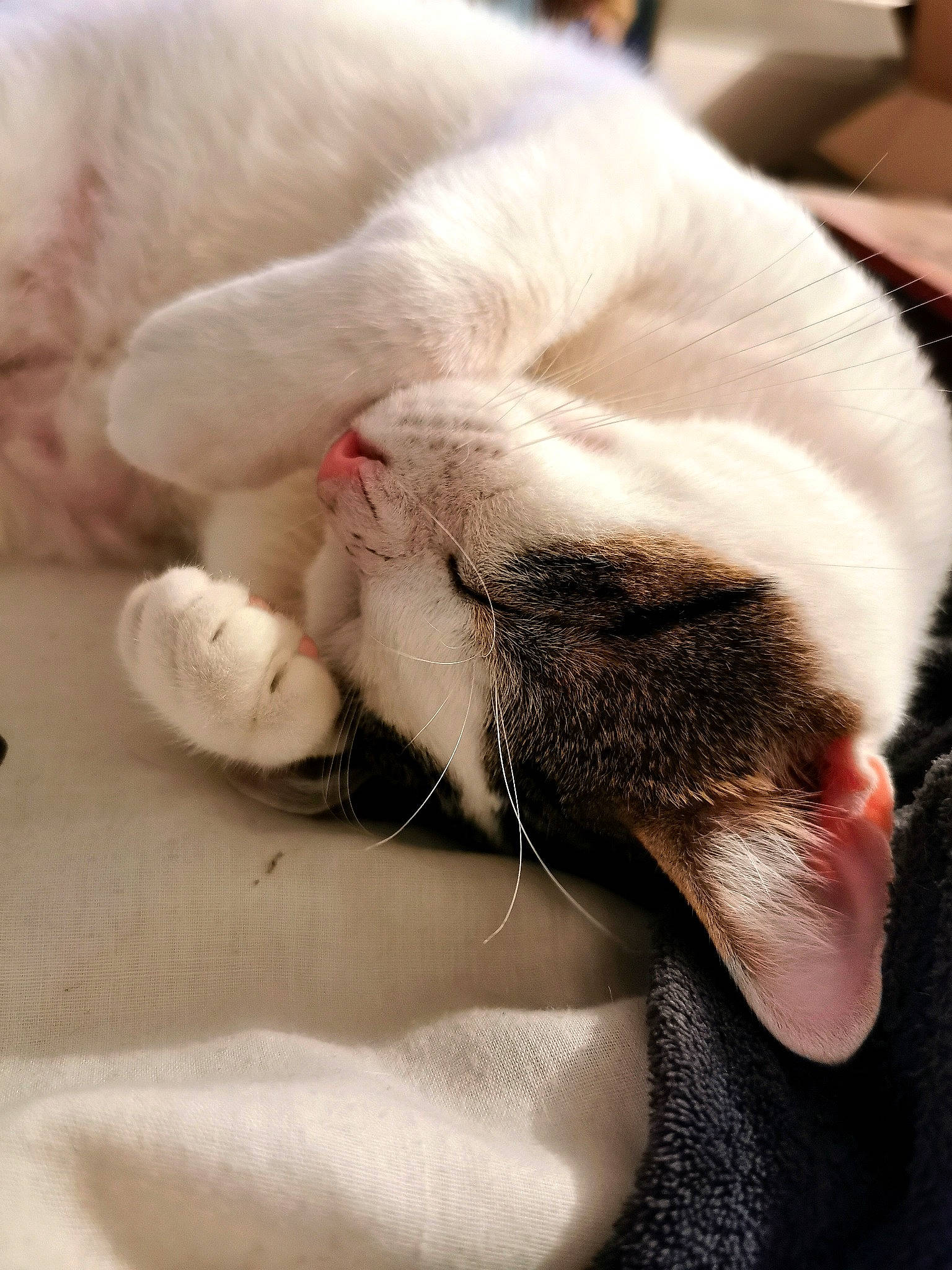 Groot a rejoint le concours — aidez-le/la à gagner de superbes lots ! carnivore, cat, claw, cornish_rex, ear, felidae, fur, nose, paw, small_to_medium_sized_cats, snout, whiskers