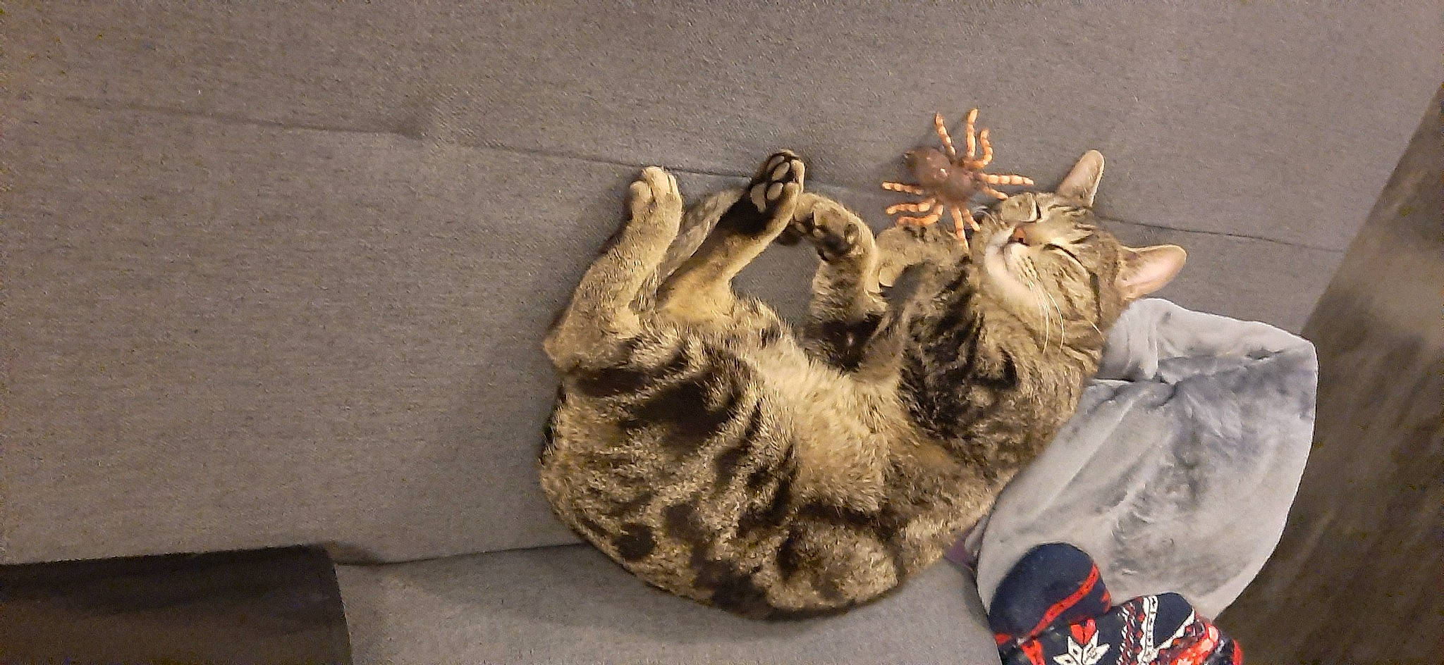 Macaron participe au concours pour gagner de l'argent avec cette photo : beige, carnivore, cat, domestic_short_haired_cat, fawn, felidae, fur, grey, kitten, paw, small_to_medium_sized_cats, tabby_cat, whiskers