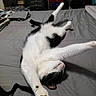 Hampton is registered to the contest to win money with this photo: cat, black_and_white, stretching, bed, gray_bedspread, indoor, feline, paw, relaxed, fur, whiskers, sleepy, domestic_animal, household, resting, cute, animal, pet, cozy, furniture