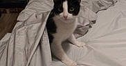 Hampton is registered to the contest to win money with this photo: animal, bed, bedding, bedroom, black_and_white, blanket, cat, curious, domestic, ears, feline, fur, home, indoor, looking, pet, pillow, resting, sheet, whiskers