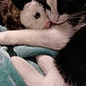 cat, black_and_white, plush_toy, panda, blanket, snuggling, cozy, feline, pet, soft_texture, whiskers, cute, sleeping, resting, indoor, close_up, animal, fur, comfort, cuddling