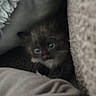 Baby Onyx is registered to the contest to win money with this photo: animal, blanket, blue_eyes, cat, comfort, cozy, curious, cushion, cute, fur, furry, hidden, indoor, kitten, pet, resting, shy, small, soft, young