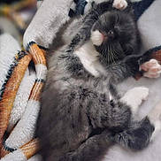 Baby Onyx joined the competition — help win amazing prizes! kitten, cat, sleeping, blanket, cozy, fur, paw, cute, pet, animal, relaxing, soft, small, indoor, resting, whiskers, feline, adorable, nap, young