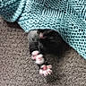 Baby Onyx is registered to the contest to win money with this photo: kitten, cat, paw, blanket, knitted_blanket, blue_blanket, carpet, stretching, cute, pet, animal, feline, cozy, indoor, soft, texture, sleepy, small, black_cat, pink_paws