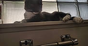 Baby Onyx joined the competition — help win amazing prizes! cat, tuxedo_cat, window, glass_blocks, silhouette, backlit, whiskers, ledge, indoors, towel_rack, chrome, shadow, relaxing, pet, feline, black_and_white, quiet, home, resting, texture