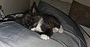 Baby Onyx is registered to the contest to win money with this photo: animal, black_and_white, comfort, cozy, cute, feline, fur, gray_blanket, home, indoor, kitten, nap, paw, pet, relaxed, resting, sleeping, small, soft, tucked_in