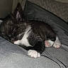 Baby Onyx is registered to the contest to win money with this photo: kitten, sleeping, gray_blanket, black_and_white, paw, cozy, indoor, cute, pet, animal, resting, feline, soft, small, fur, tucked_in, relaxed, home, nap, comfort