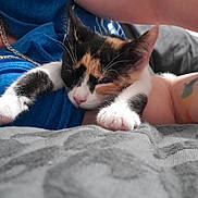 Cali joined the competition — help win amazing prizes! kitten, calico, sleeping, cat, pet, animal, paw, fur, tattoo, arm, person, resting, indoors, blanket, blue_shirt, closeup, cute, cozy, relaxing, whiskers