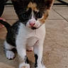 Cali joined the competition — help win amazing prizes! kitten, cat, calico, floor, indoor, tile, pet, animal, cute, curious, small, young, feline, whiskers, ears, tail, background, blurry, domestic, two_cats