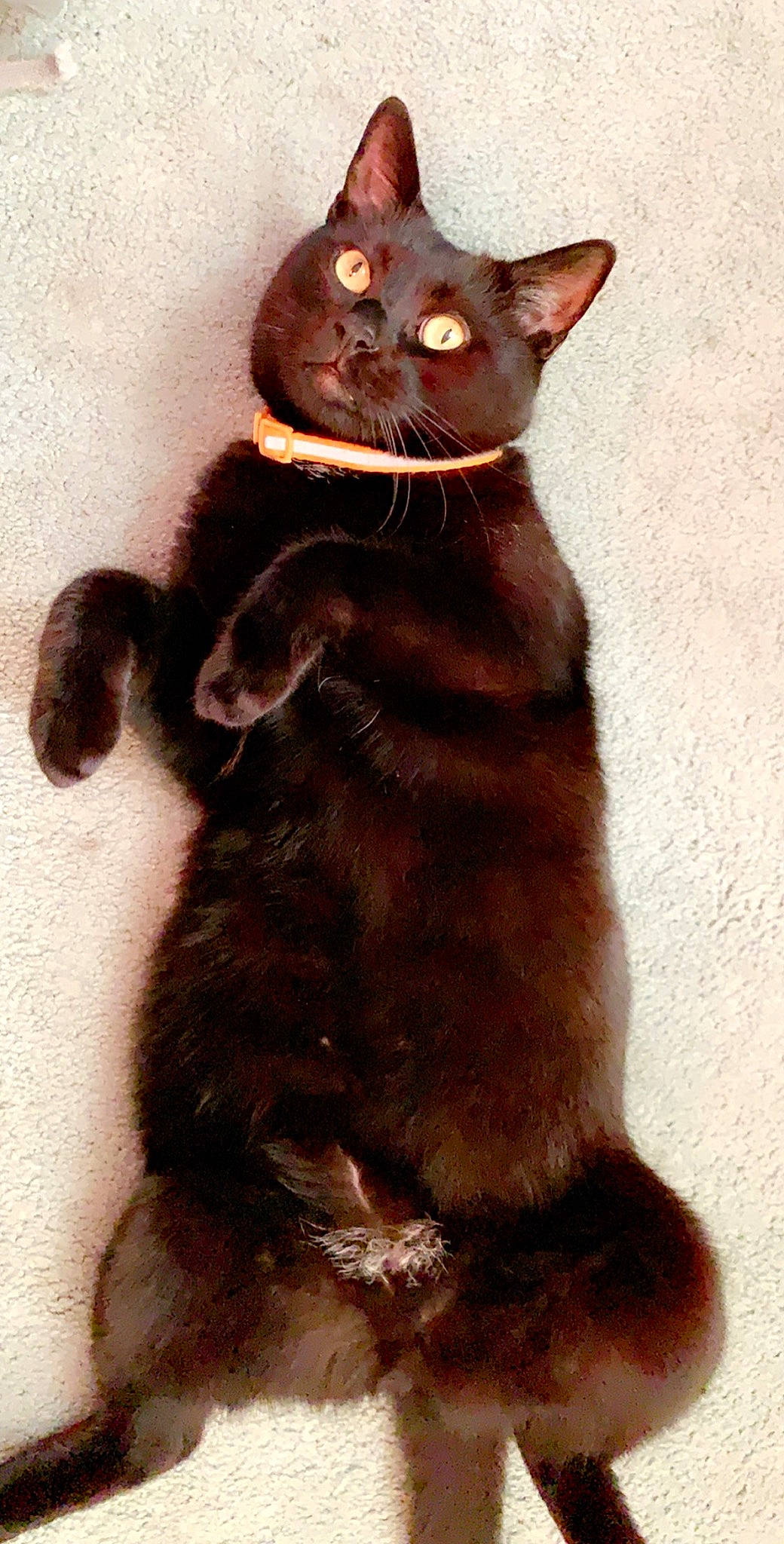 Salem is registered to the contest to win money with this photo: asian, black_cat, bombay, burmese, carnivore, cat, domestic_short_haired_cat, felidae, german_rex, havana_brown, javanese, mammal, oriental_longhair, oriental_shorthair, rex_cat, small_to_medium_sized_cats, snout, tail, vertebrate, whiskers