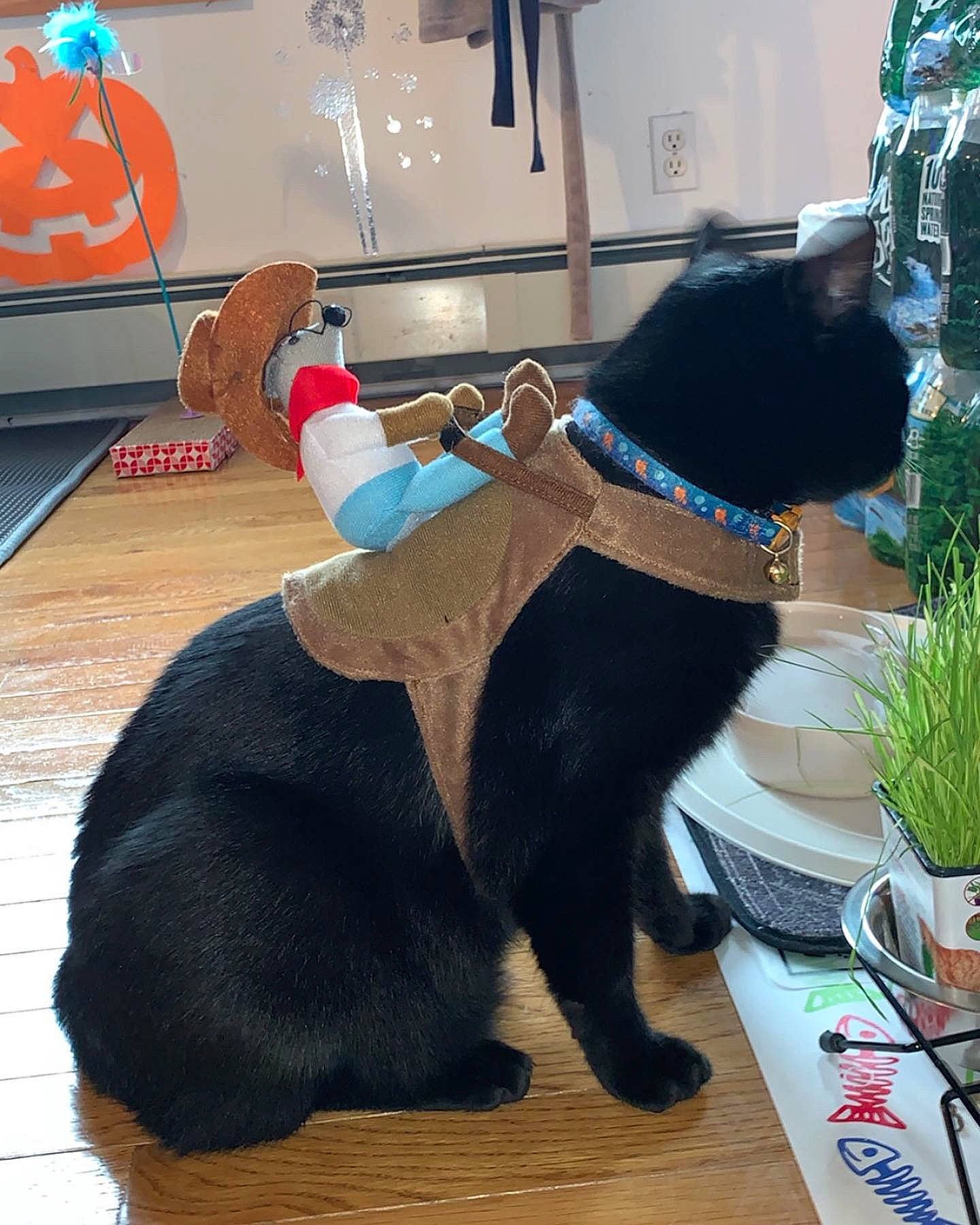 Salem is registered to the contest to win money with this photo: black_cat, canidae, carnivore, cat, felidae, fur, small_to_medium_sized_cats, sporting_group, tail