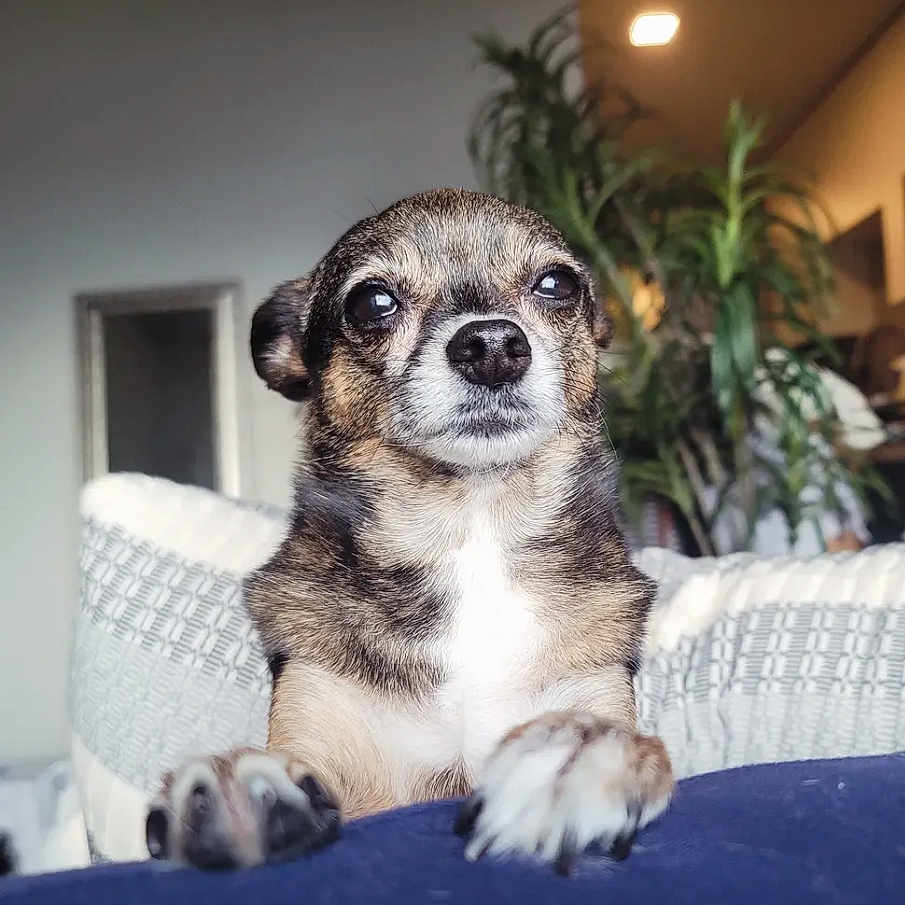 Chloe joined the competition — help win amazing prizes! animal, blanket, close_up, couch, cozy, dog, domestic, ears, eyes, fur, furniture, home, indoor, living_room, nose, paws, pet, plant, portrait, small_dog