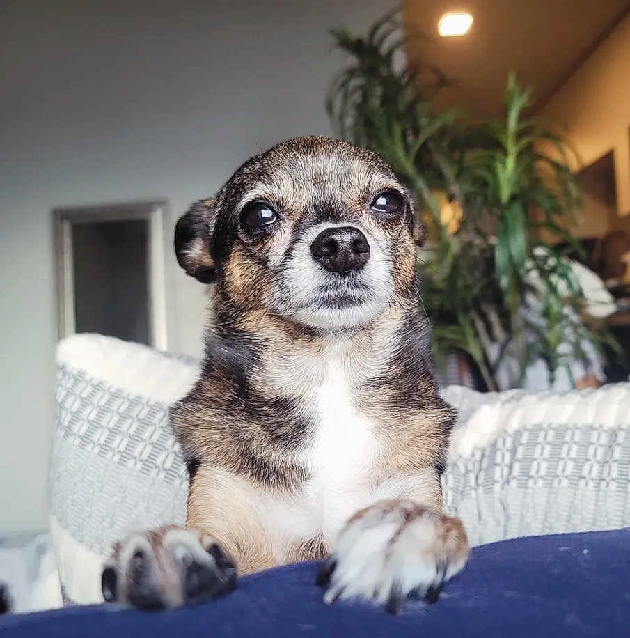 Chloe joined the competition — help win amazing prizes! dog, small_dog, pet, animal, indoor, couch, blanket, paws, close_up, portrait, fur, ears, eyes, nose, plant, home, living_room, furniture, cozy, domestic