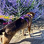 Chloe joined the competition — help win amazing prizes! dog, purple_harness, leash, flowers, purple_flowers, sidewalk, shadow, sunlight, outdoor, nature, pet, canine, sniffing, curious, plant, greenery, daytime, walk, pavement, flora