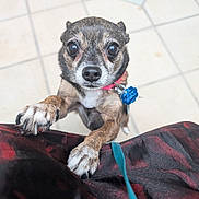 Chloe is registered to the contest to win money with this photo: dog, small_dog, paw, collar, tag, leash, floor, tile, pet, animal, cute, looking_up, close_up, brown_fur, black_nose, whiskers, indoor, pet_accessory, adorable, begging