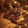 cat, tabby_cat, christmas_tree, holiday_lights, ornaments, blanket, knit, cozy, indoor, warm_lighting, decor, feline, pet, festive, relaxed, animal, christmas, tree_branch, decorations, soft