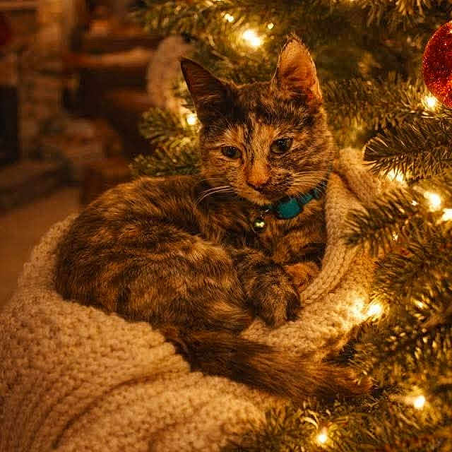Princess joined the competition — help win amazing prizes! animal, blanket, cat, christmas, christmas_tree, cozy, decor, decorations, feline, festive, holiday_lights, indoor, knit, ornaments, pet, relaxed, soft, tabby_cat, tree_branch, warm_lighting