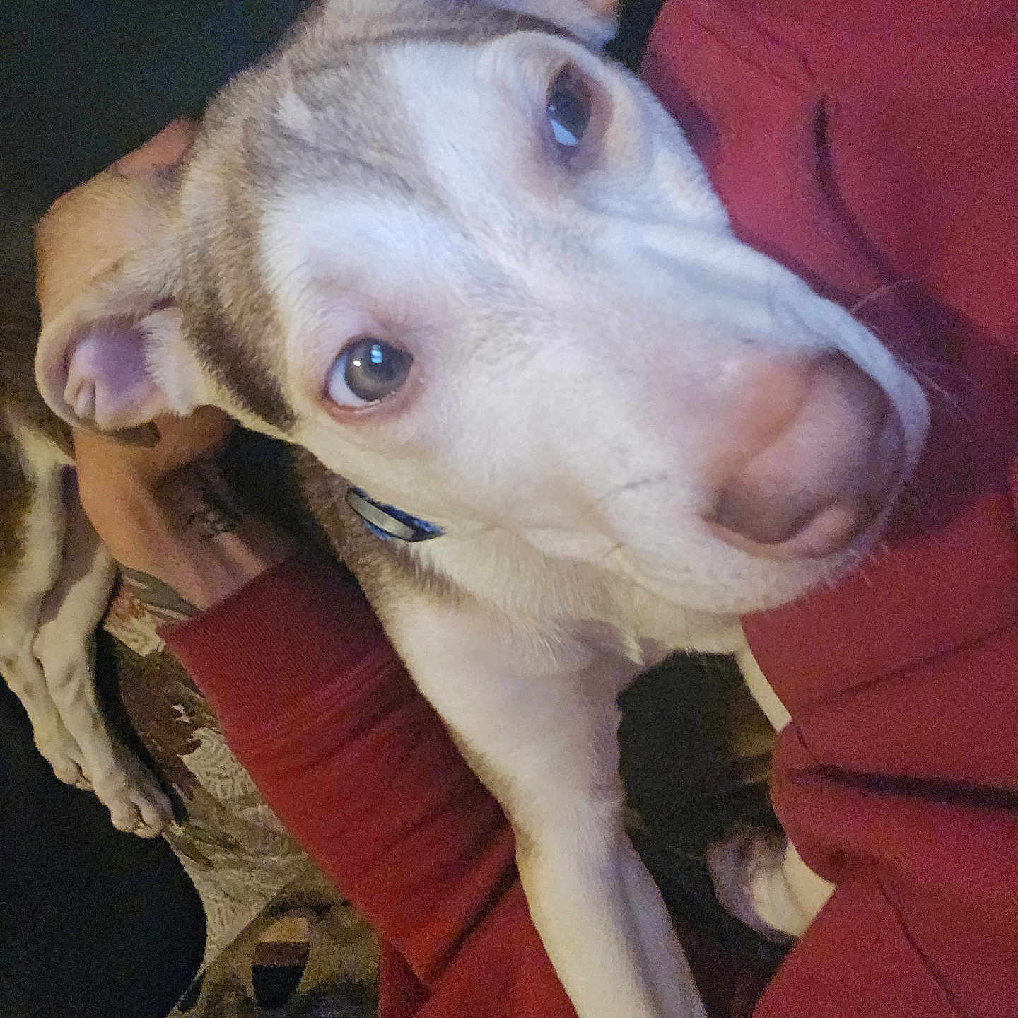 Miyah is registered to the contest to win money with this photo: animal, arm, canine, close_up, comfort, companion, cuddle, cute, dog, domestic_animal, eyes, face, friendship, fur, human, indoor, pet, red_clothing, relaxation, resting