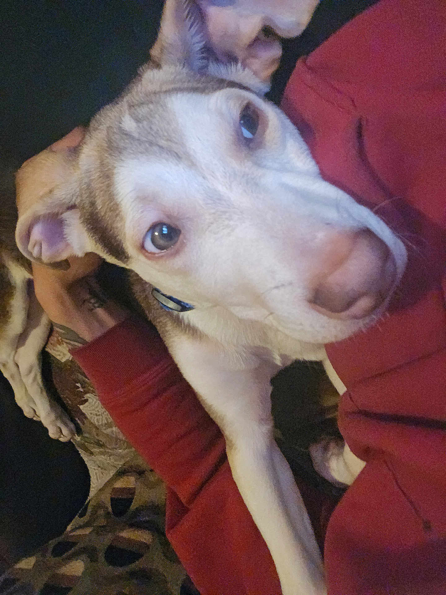 Miyah is registered to the contest to win money with this photo: animal, arm, canine, close_up, comfort, companion, cuddle, cute, dog, domestic_animal, eyes, face, friendship, fur, human, indoor, pet, red_clothing, relaxation, resting