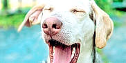 Miyah joined the competition — help win amazing prizes! dog, canine, pet, outdoor, happy, yawning, mouth_open, ears, fur, closeup, animal, nature, greenery, blurred_background, tongue, teeth, snout, pink_nose, daylight, mammal