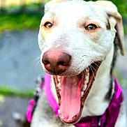Miyah is registered to the contest to win money with this photo: dog, close_up, happy, open_mouth, pink_harness, outdoor, pet, canine, tongue, teeth, fur, animal, smiling, portrait, muzzle, ears, eyes, natural_light, background_blur, playful