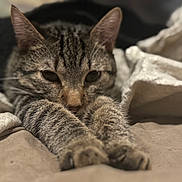 Maece is registered to the contest to win money with this photo: cat, tabby, stretching, paws, blanket, sleepy, cozy, fur, whiskers, indoor, pet, closeup, relaxed, animal, bed, soft, comfort, nap, cute, mammal