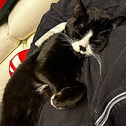 Guizmo a rejoint le concours — aidez-le/la à gagner de superbes lots ! animal, armchair, blackcat, blanket, cat, chair, clothing, couch, cushion, furniture, homedecor, hoodie, kitten, knitwear, manx, person, pet, sleeping, sweater, sweatshirt