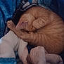 Chicken Nugget is registered to the contest to win money with this photo: animal, blanket, blue_blanket, cat, comfort, cozy, curled_up, cute, feline, fur, indoor, kitten, nap, orange_tabby, pet, resting, sleeping, soft, warm, white_blanket