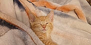 Chicken Nugget joined the competition — help win amazing prizes! animal, blanket, cat, comfort, cozy, cute, fleece_blanket, floor, fur, furniture, indoor, kitten, living_room, orange_tabby, pet, relaxed, resting, sleepy, soft, warm