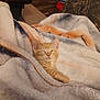 animal, blanket, cat, comfort, cozy, cute, fleece_blanket, floor, fur, furniture, indoor, kitten, living_room, orange_tabby, pet, relaxed, resting, sleepy, soft, warm