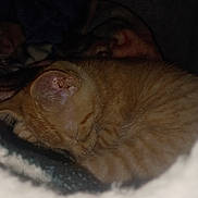 Chicken Nugget is registered to the contest to win money with this photo: animal, blanket, cat, closeup, comfort, cozy, cute, feline, fur, ginger_cat, indoor, nap, peaceful, pet, quiet, resting, sleeping, soft, warm, whiskers