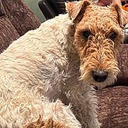 Bert is registered to the contest to win money with this photo: animal, brown_sofa, canine, close_up, companion, cozy, curious, curly_fur, dog, domestic_animal, face, fur_texture, furry, home, indoor, looking_at_camera, pet, relaxed, seated, wire_haired