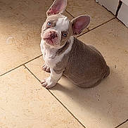 Milo is registered to the contest to win money with this photo: adorable, animal, blue_eyes, brown_and_white, companion, curious, cute, dog, ears, french_bulldog, fur, indoor, looking_up, pet, puppy, sitting, small, sunlight, tile_floor, young