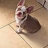 adorable, animal, blue_eyes, brown_and_white, companion, curious, cute, dog, ears, french_bulldog, fur, indoor, looking_up, pet, puppy, sitting, small, sunlight, tile_floor, young