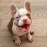 Milo is registered to the contest to win money with this photo: animal, blue_eyes, cute, dog, domestic_animal, ears_up, face, french_bulldog, fur, happy, indoor, pet, playful, puppy, sitting, small, smiling, tongue_out, wooden_floor, young