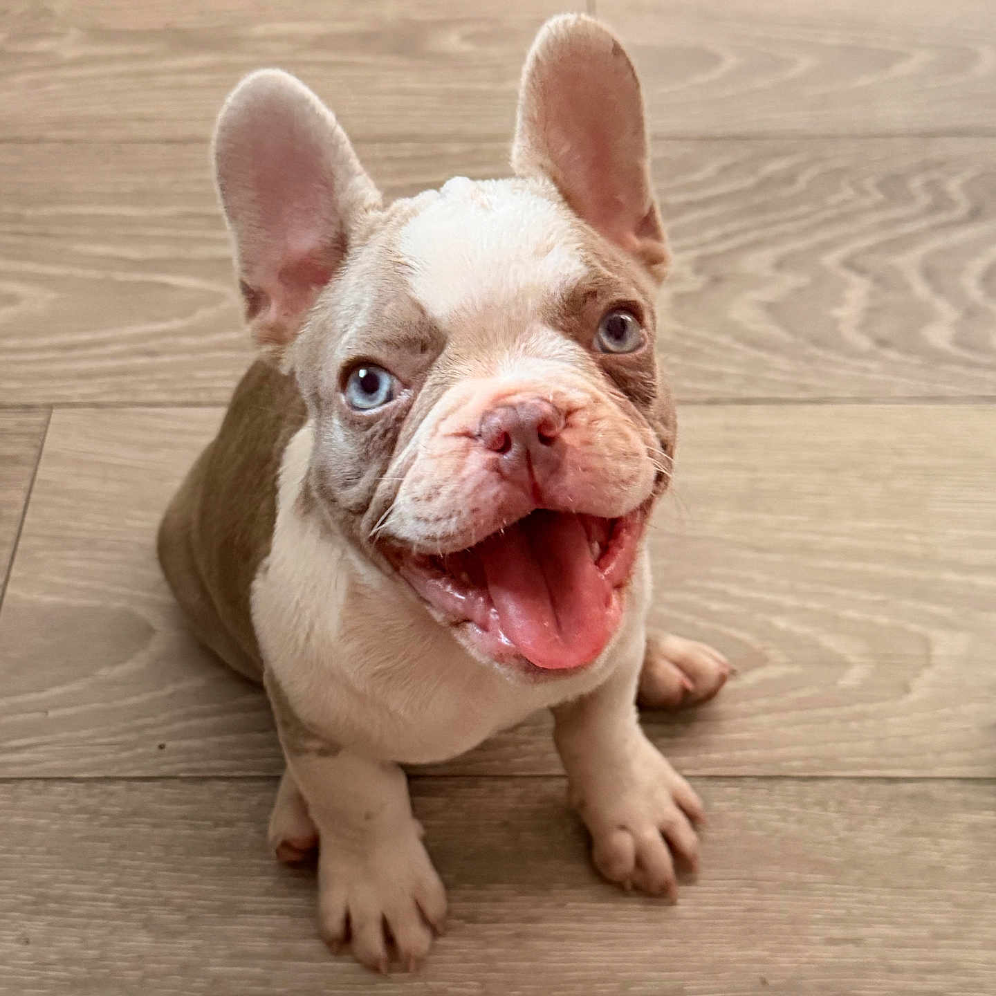 Milo