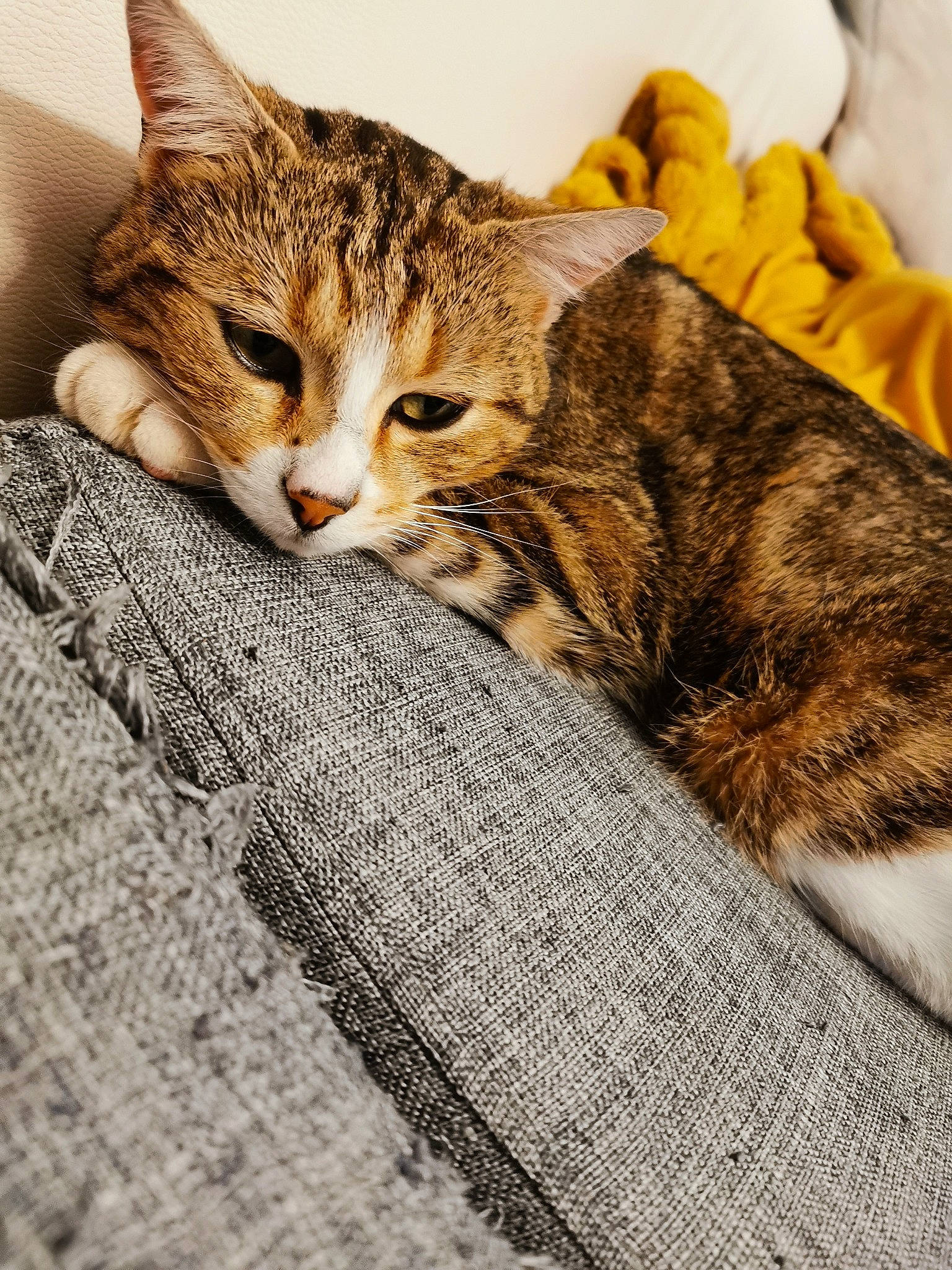 Oni a rejoint le concours — aidez-le/la à gagner de superbes lots ! carnivore, cat, claw, comfort, domestic_short_haired_cat, fawn, felidae, fur, grass, linens, paw, sitting, small_to_medium_sized_cats, snout, tail, terrestrial_animal, tree, whiskers, wildlife, wood