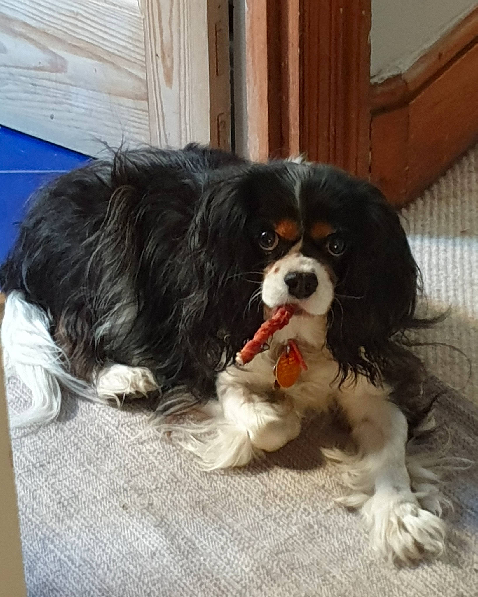 Lacy is registered to the contest to win money with this photo: canidae, carnivore, cavalier, cavalier_king_charles_spaniel, companion_dog, dog, dog_breed, fawn, japanese_chin, king_charles_spaniel, mammal, phalene, puppy, rare_breed_dog, snout, spaniel, sporting_group, toy_dog, vertebrate
