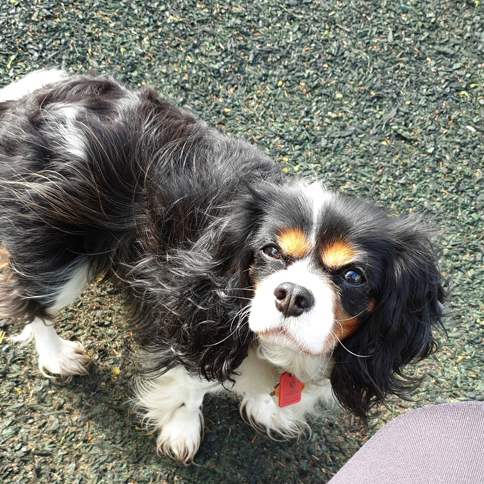 Lacy is registered to the contest to win money with this photo: canidae, carnivore, cavalier, cavalier_king_charles_spaniel, companion_dog, dog, dog_breed, fawn, king_charles_spaniel, mammal, phalene, puppy, rare_breed_dog, snout, spaniel, sporting_group, toy_dog, vertebrate