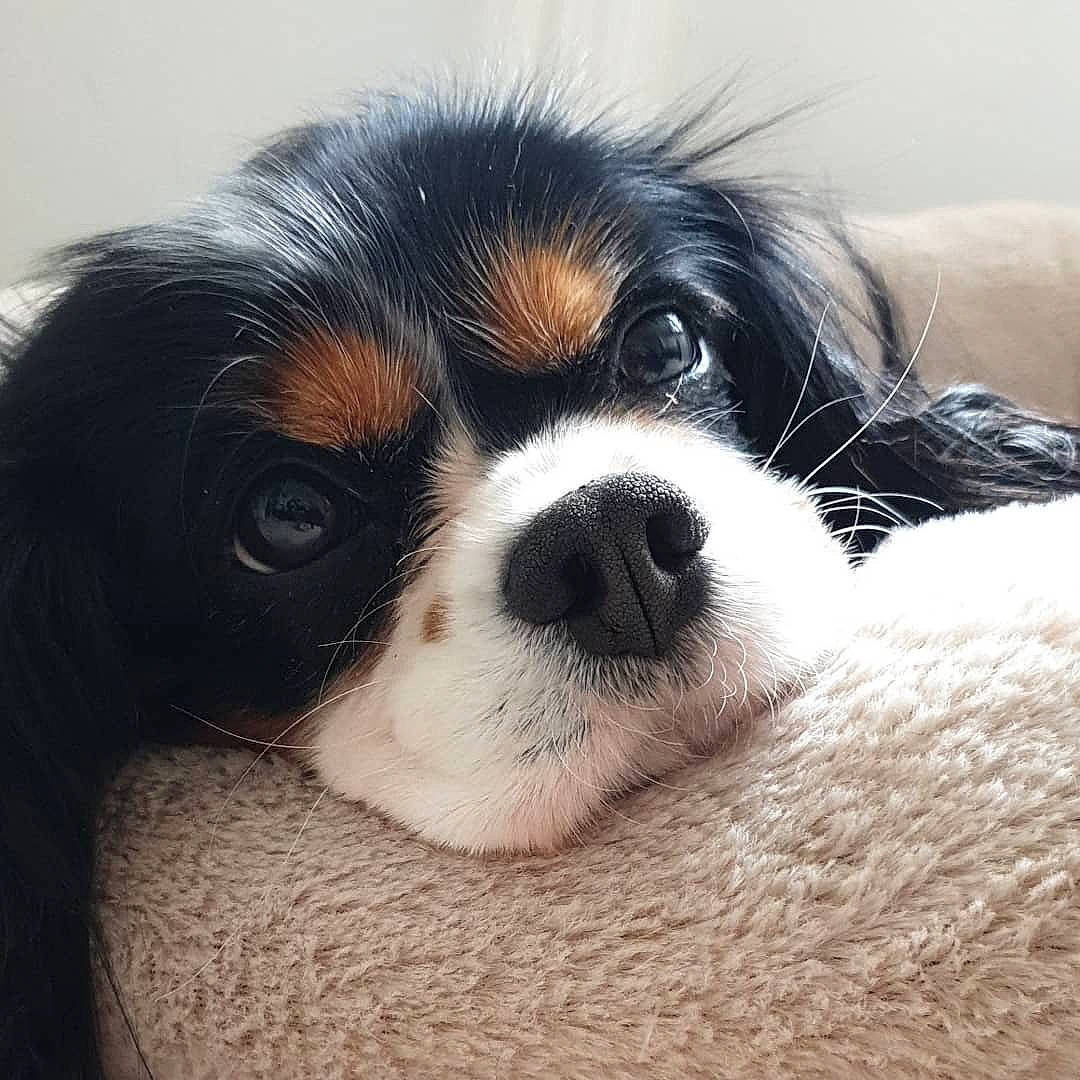 Lacy is registered to the contest to win money with this photo: canidae, carnivore, cavalier_king_charles_spaniel, close_up, companion_dog, dog, dog_breed, king_charles_spaniel, mammal, nose, phalene, photography, puppy, puppy_love, rare_breed_dog, snout, spaniel, sporting_group, toy_dog, vertebrate