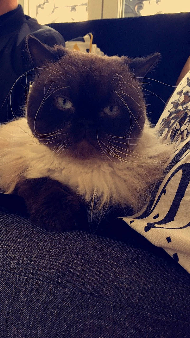 Milky participe au concours pour gagner de l'argent avec cette photo : asian, birman, carnivore, cat, cloud, eye, felidae, fur, himalayan, kitten, mammal, meteorological_phenomenon, paw, ragdoll, sky, small_to_medium_sized_cats, snout, tonkinese, whiskers