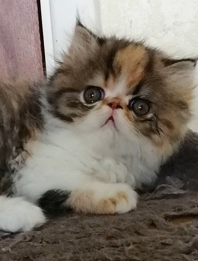 Poupie a rejoint le concours — aidez-le/la à gagner de superbes lots ! asian, asian_semi_longhair, british_longhair, british_semi_longhair, carnivore, cat, domestic_long_haired_cat, eye, fawn, felidae, fur, kitten, mammal, napoleon_cat, nose, persian, small_to_medium_sized_cats, snout, vertebrate, whiskers