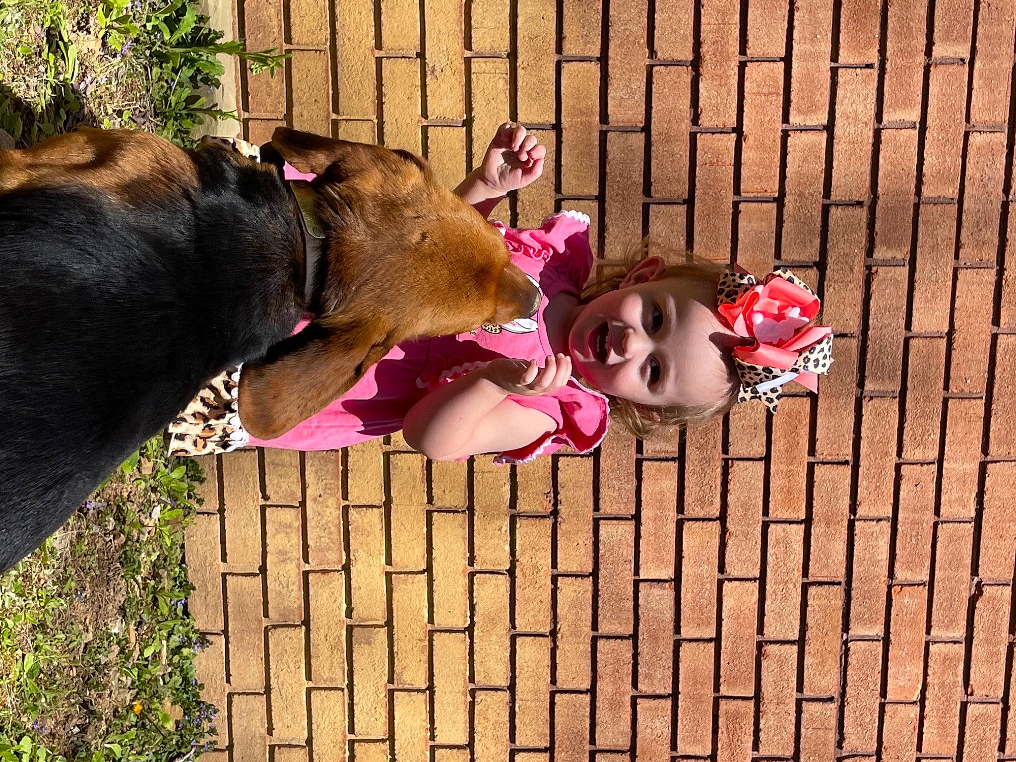 Bailey is registered to the contest to win money with this photo: carnivore, child, dog, dog_breed, fawn, fun, fur, grass, guard_dog, happy, hardwood, magenta, person, pink, plant, purple, smile, sporting_group, toddler, wood