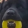 Gaia a rejoint le concours — aidez-le/la à gagner de superbes lots ! carnivoran, dog, dog_breed, dog_breed_group, dog_like_mammal, nose, puppy, snout