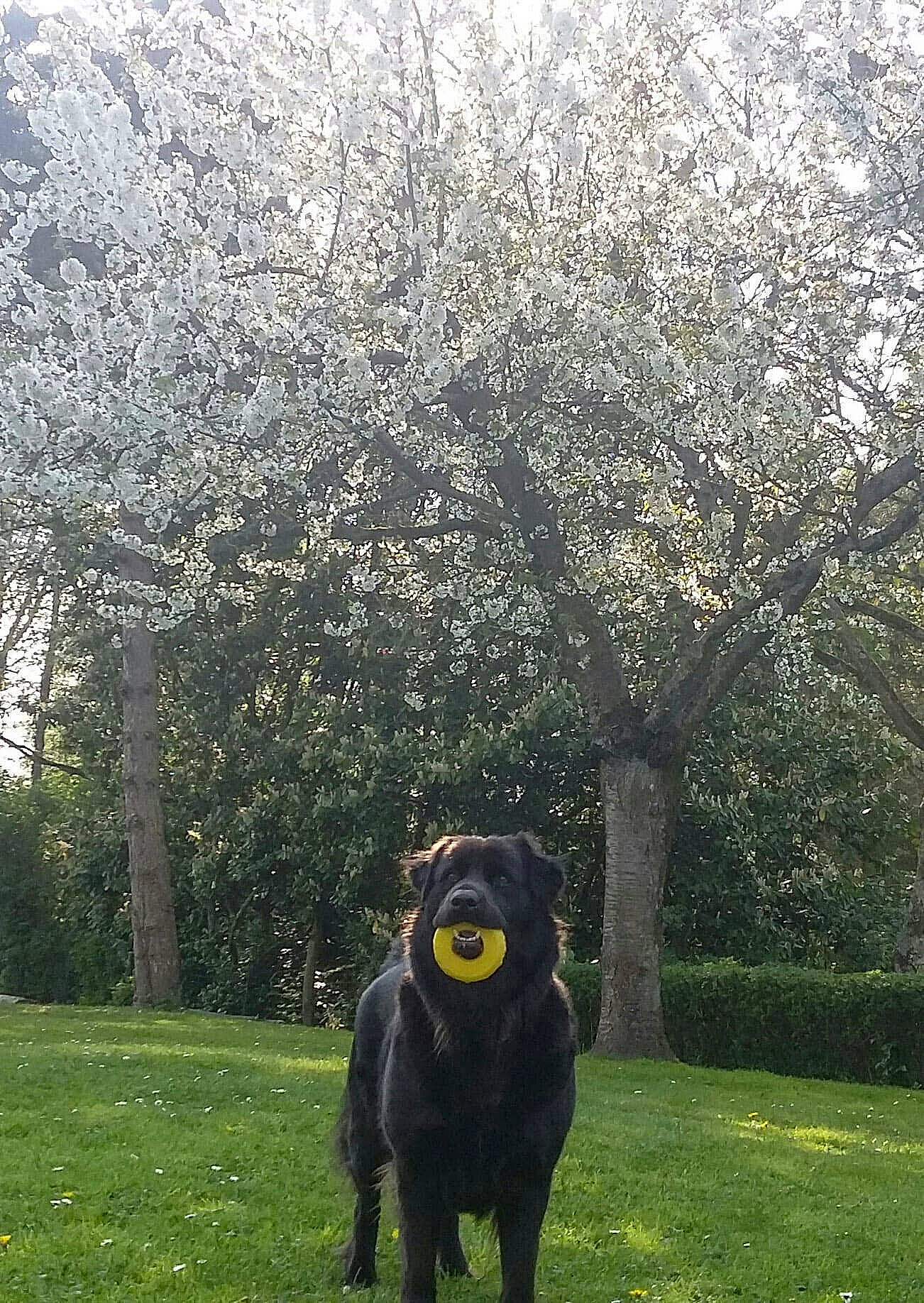 Gaia participe au concours pour gagner de l'argent avec cette photo : branch, dog, dog_like_mammal, flower, garden, grass, landscape, lawn, leaf, plant, shrub, sky, spring, tree, woody_plant