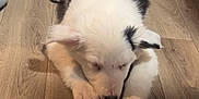 Bijoux participe au concours pour gagner de l'argent avec cette photo : puppy, dog, sleeping, floor, wooden_floor, indoor, black_and_white, fur, pet, cozy, cute, animal, young_dog, resting, paw, adorable, companion, quiet, relaxed, domestic