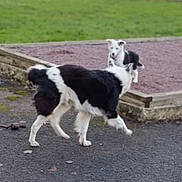 Bijoux participe au concours pour gagner de l'argent avec cette photo : dog, puppy, outdoor, grass, fence, play, animal, black_and_white, pet, garden_bed, curious, interaction, backyard, nature, walking, young_dog, canine, friendship, daytime, blurred