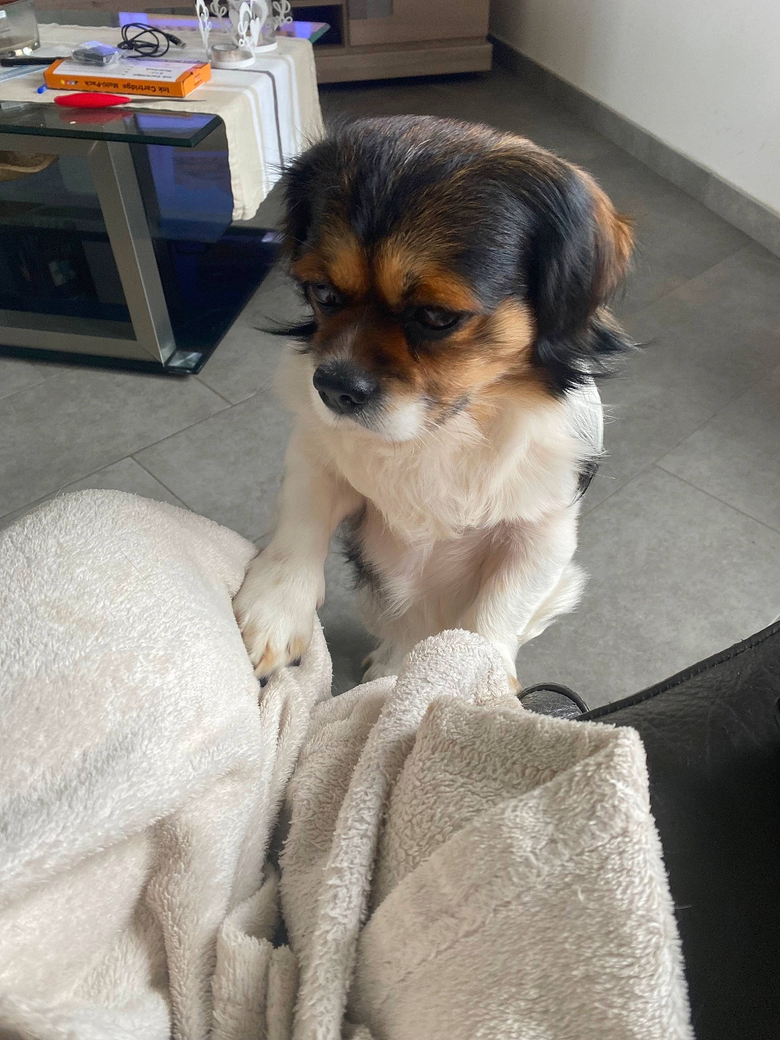 Mango a rejoint le concours — aidez-le/la à gagner de superbes lots ! canidae, carnivore, comfort, companion_dog, computer_keyboard, dog, dog_breed, door, drawer, fawn, flooring, fur, gas, sporting_group, toy_dog, whiskers, working_dog